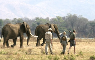 Becci walking with elephants in Zimbabwe